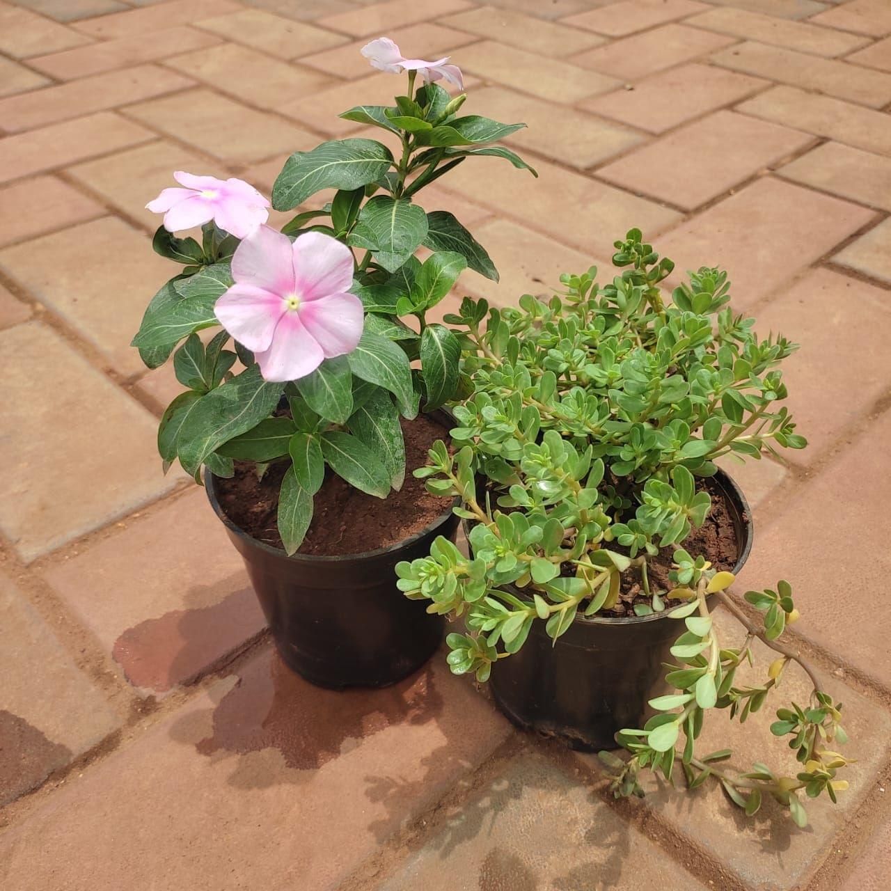 Set Of 2 - Flowering Combo (Mose Rose & Vinca) (Any Colour) in 4 Inch Nursery Pot