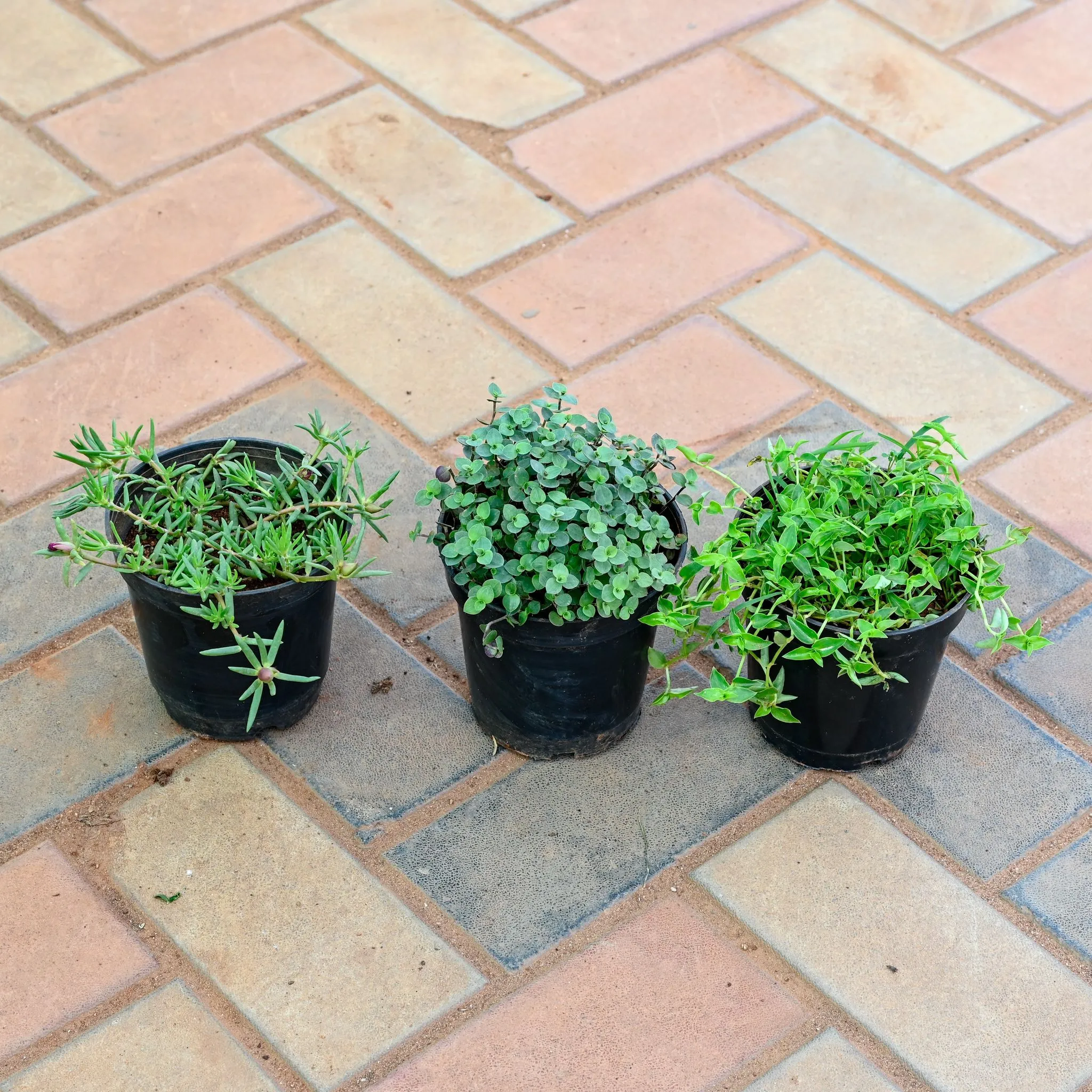 Set Of 3 - Portulaca Moss Rose, Black Vine & Turtle Vine in 4 Inch Nursery Pot