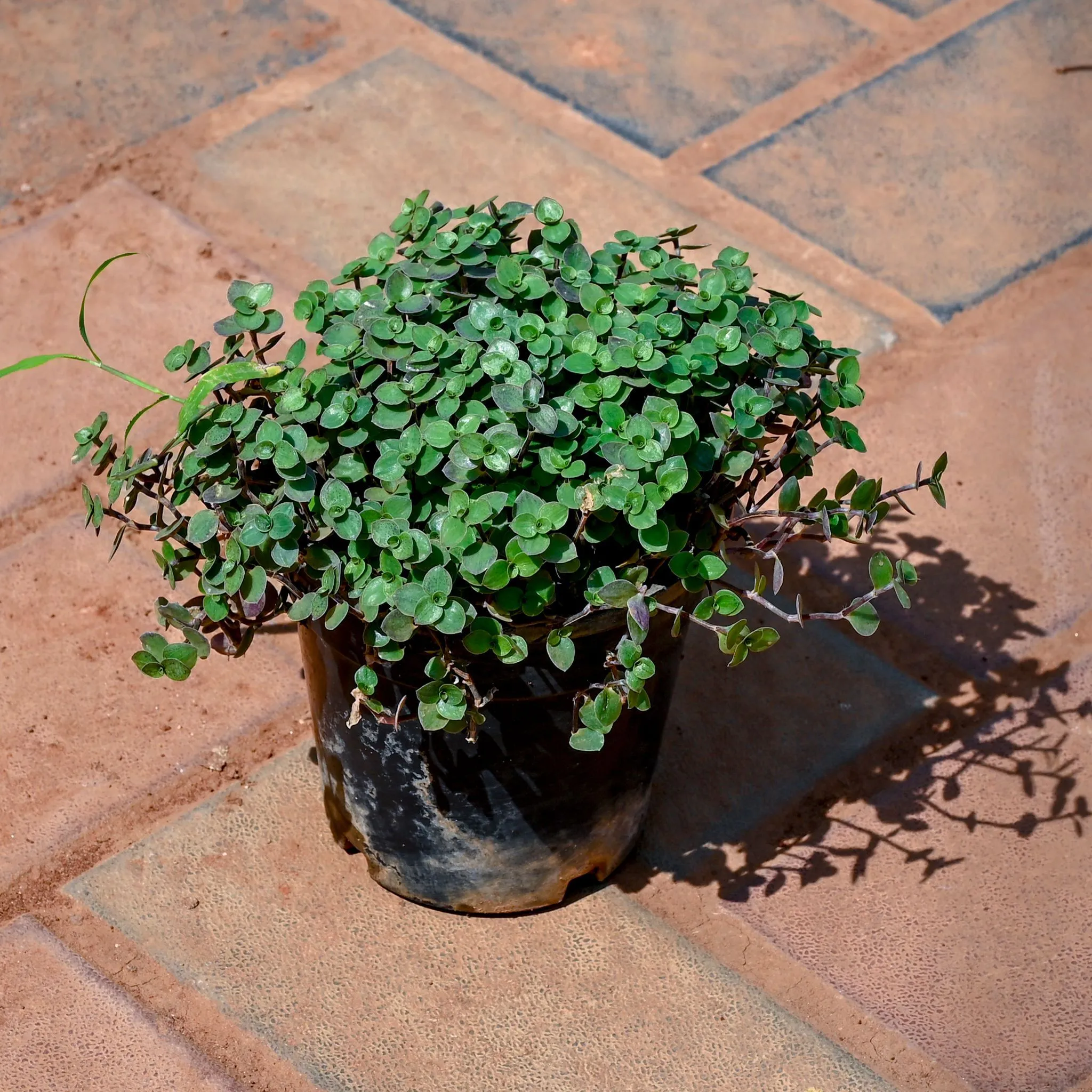 Turtle Vine Black in 5 Inch Nursery Pot