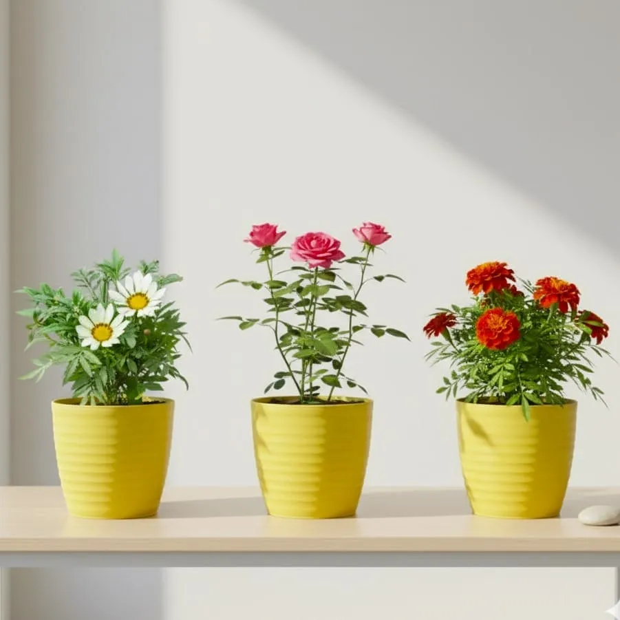 The Garden Party Collection - Set of 3 - Gazania, Rose, Marigold (any colour) in 5 Inch Bloom Yellow Avora Premium Plastic Planter