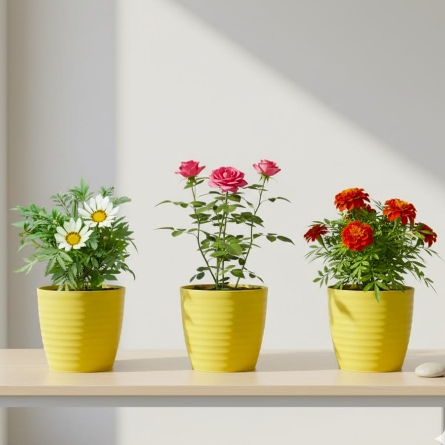 The Garden Party Collection - Set of 3 - Gazania, Rose, Marigold (any colour)  in 5 Inch Bloom Yellow Avora Premium Plastic Planter