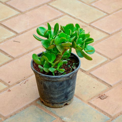 Crassula in 5 Inch Nursery Pot