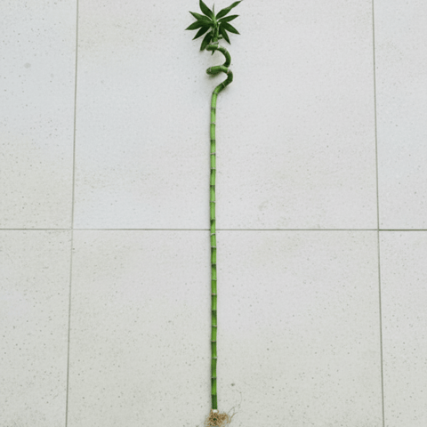 Bamboo Stick (~ 2.5 Ft) ( 1 Pcs)