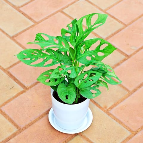 Gift Ready - Monstera Broken Heart in 5 Inch White Premium Sphere Plastic Pot with Tray With a Chic Bag