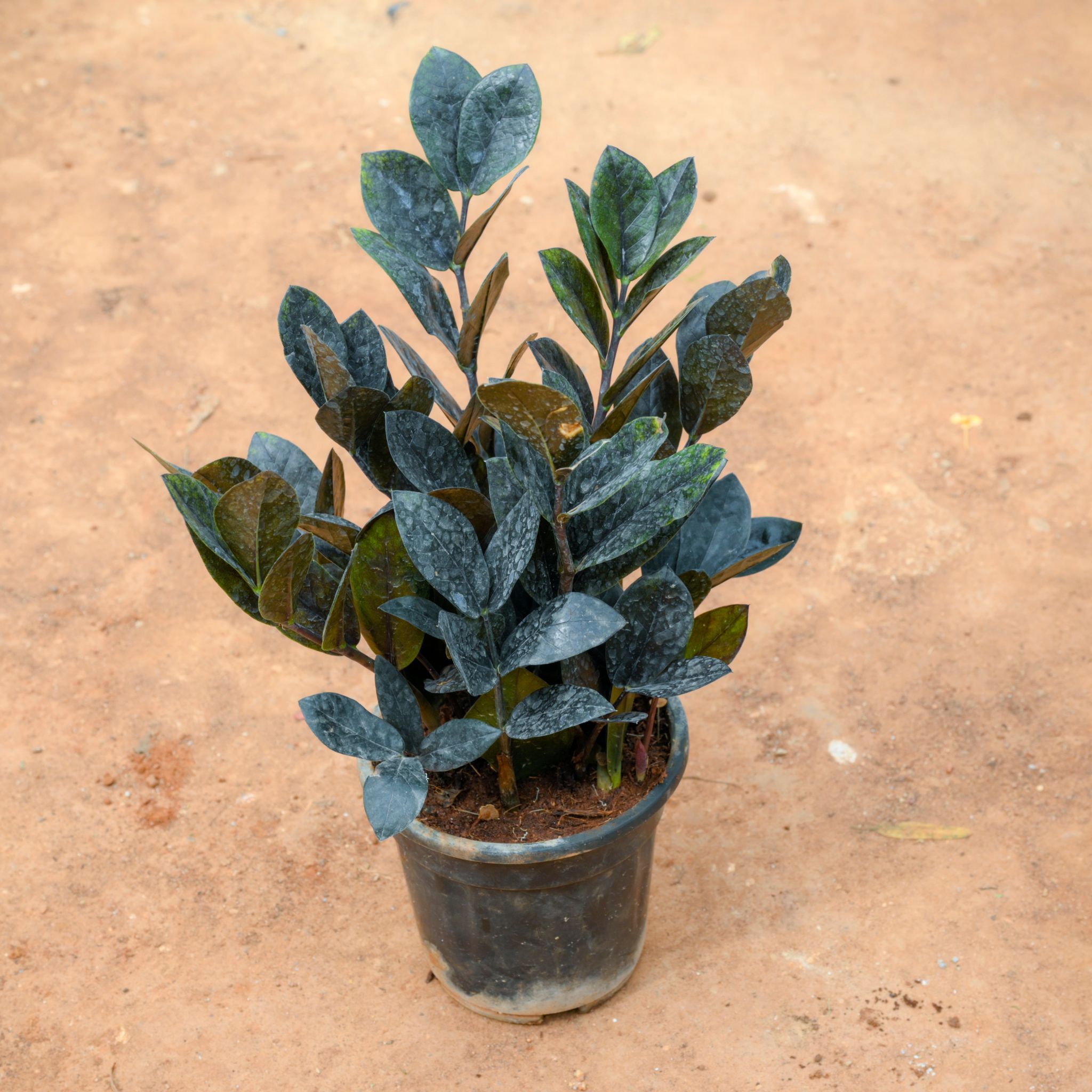 Zz Black in 4 Inch Nursery Pot