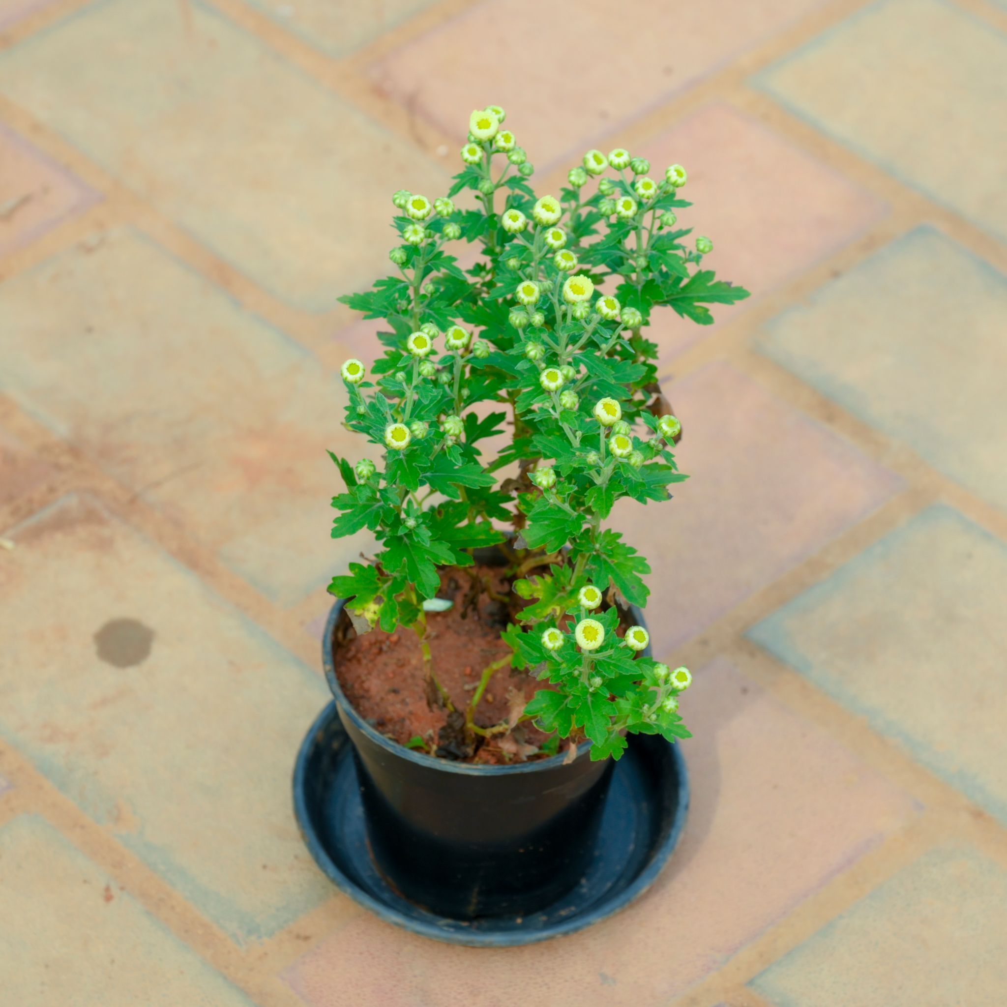 Chrysanthemum / Guldaudi / Guldawari Yellow in 4 Inch Nursery Pot With Tray