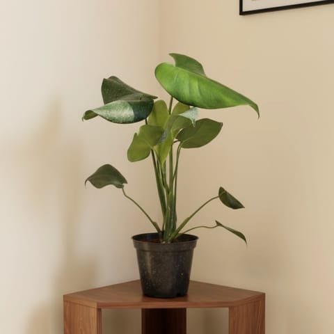 Monstera Big Leaf in 5 Inch Nursery Pot