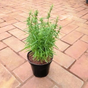 Buy Rosemary Plants Online at Urvann for Next Day Delivery