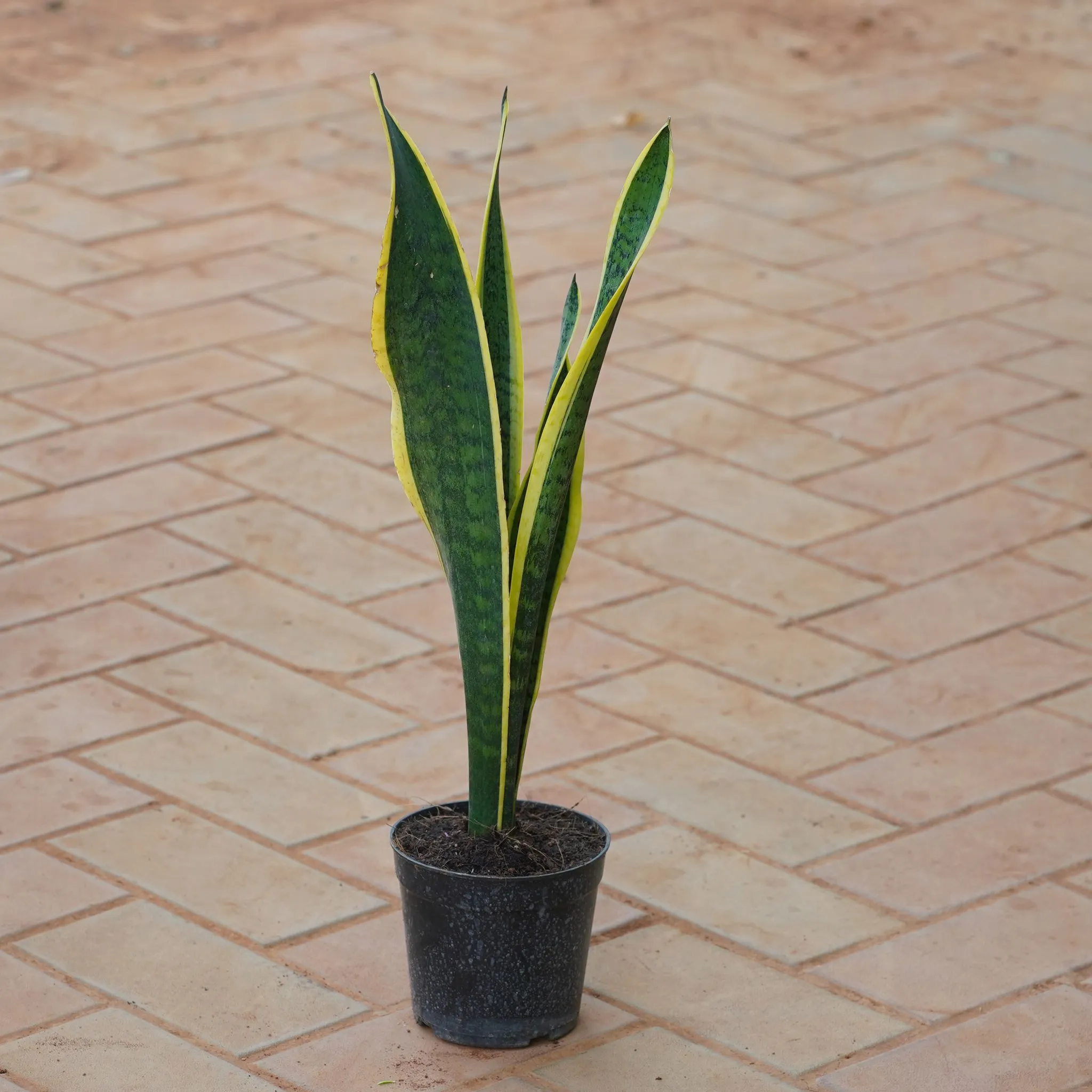 Snake Long in 5 Inch Nursery Pot