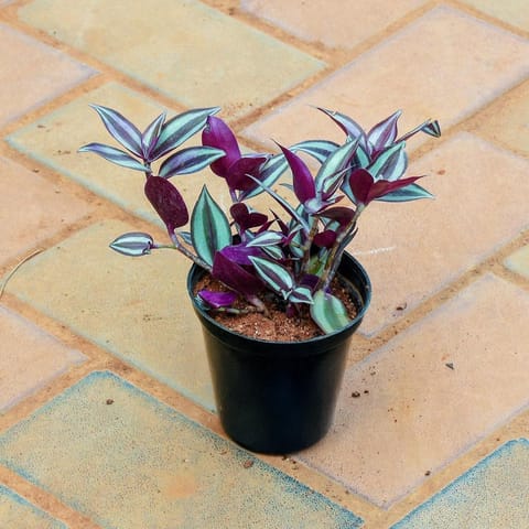 Wandering Jew in 4 Inch Nursery Pot