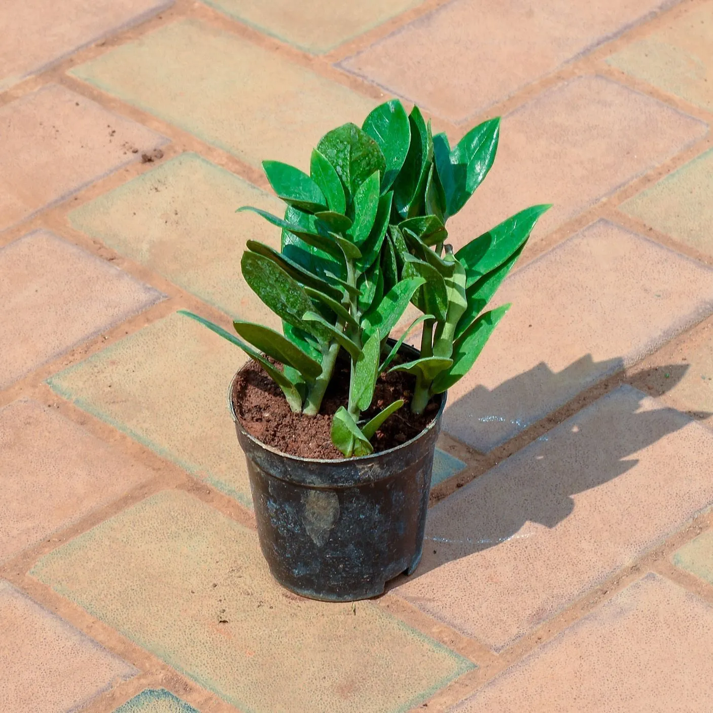 Zz Green in 4 Inch Nursery Pot