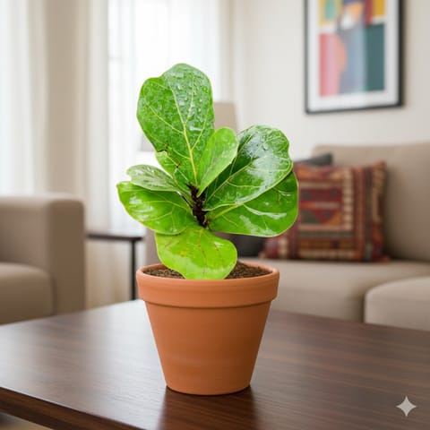 Fiddle Leaf Fig in 3 inch Dhara Collar Maati Pot - Natural Clay Classic Look with 4 Inch Tray