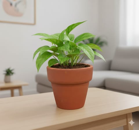 Money Plant Green in 3 inch Dhara Collar Maati Pot - Natural Clay Classic Look