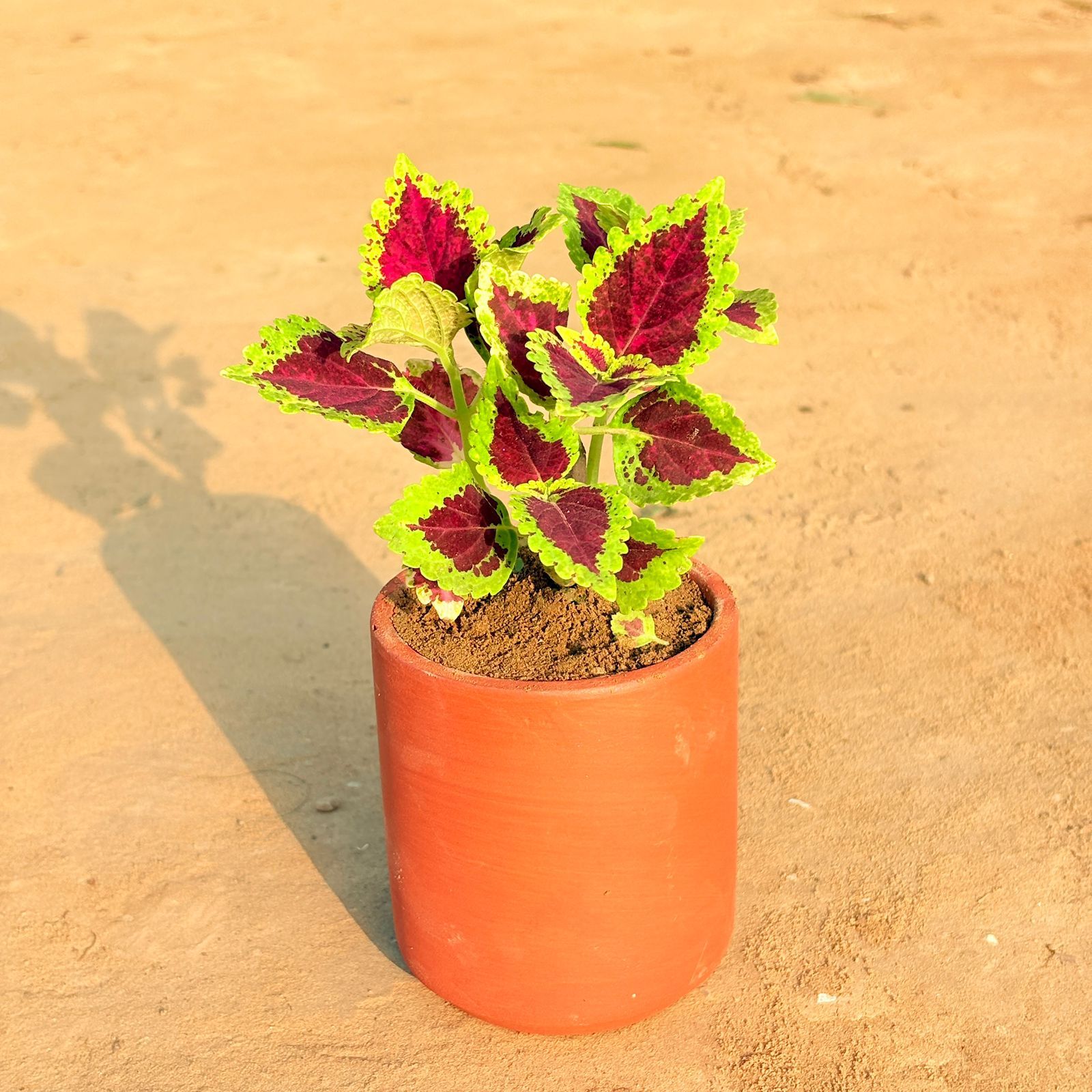 Coleus  in 4 inch Neer Glass Maati Pot - Smooth Curved Artisanal Finish