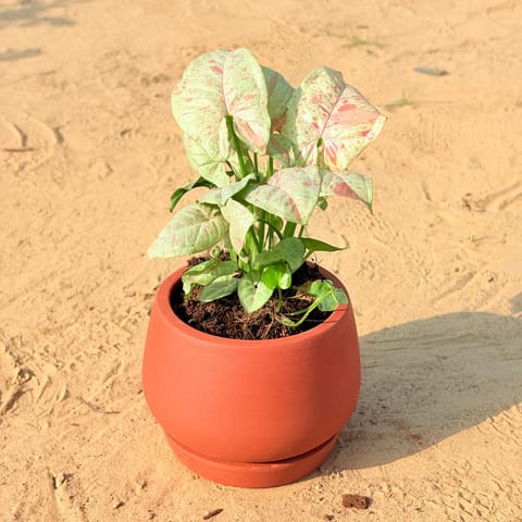 Syngonium Candyfloss in 4 inch Bhoomi Bowl Maati Pot - Wide-Mouth Rustic Matte Beauty with 4 Inch Tray