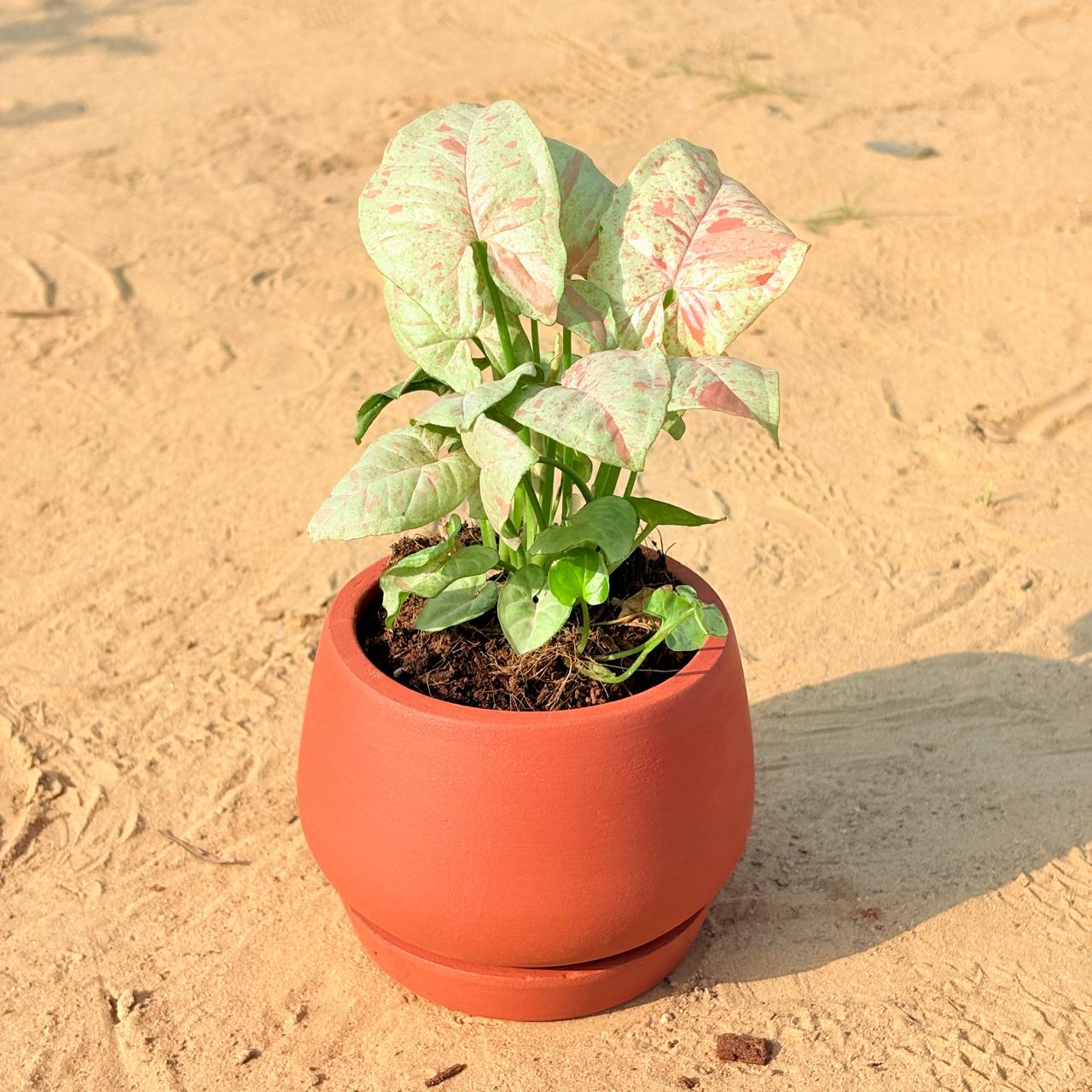 Syngonium Candyfloss in 4 inch Bhoomi Bowl Maati Pot - Wide-Mouth Rustic Matte Beauty with 4 Inch Tray