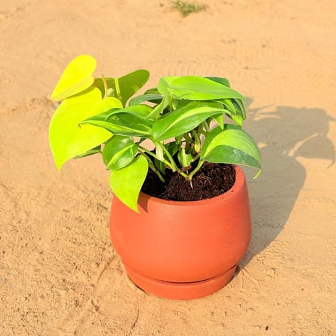 Oxycardium Vareigated in 4 inch Bhoomi Bowl Maati Pot - Wide-Mouth Rustic Matte Beauty with 4 Inch Tray