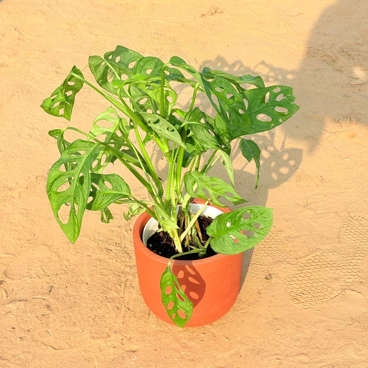 Monstera Broken Heart in 4 inch Aaroh U-Pipe Maati Pot - Modern Curved Handcrafted Appeal