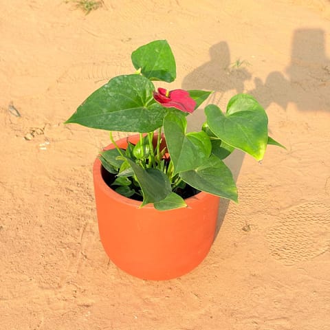 Anthurium Red in 4 inch Aaroh U-Pipe Maati Pot - Modern Curved Handcrafted Appeal
