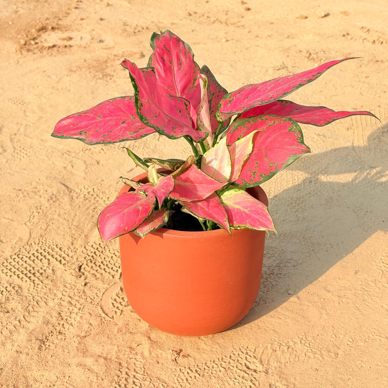 Aglaonema wishes in 4 inch Aaroh U-Pipe Maati Pot - Modern Curved Handcrafted Appeal
