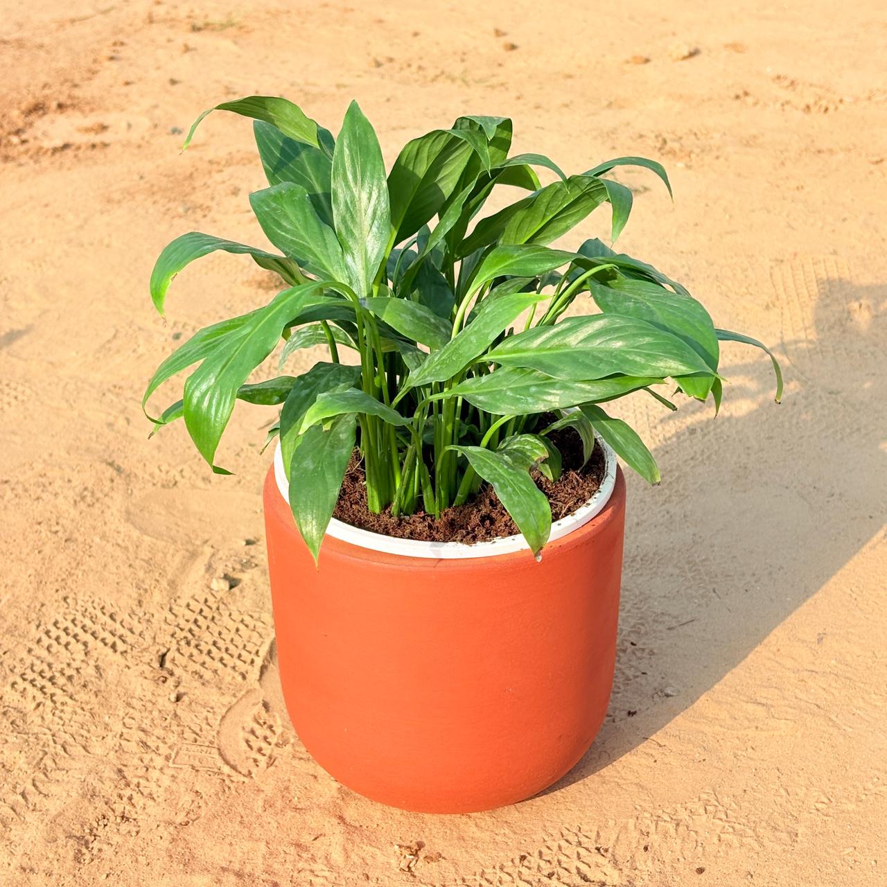Peace Lily in 4 inch Aaroh U-Pipe Maati Pot - Modern Curved Handcrafted Appeal