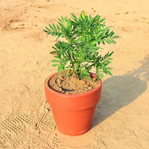Marigold (any colour) in 6 inch Dhara Collar Maati Pot - Large Earthy Handcrafted Piece