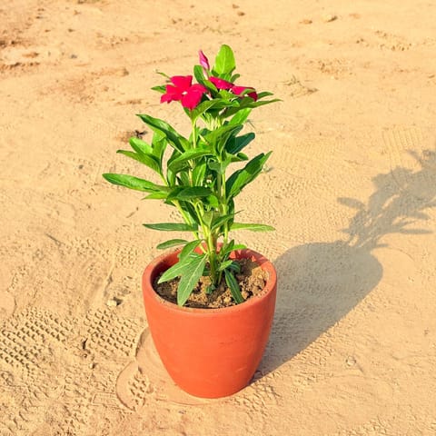 Periwinkle / Sadabahar / Vinca (any colour) in 4 inch Pankh Cup Maati Pot - Chic Small Pot for Decor Corners