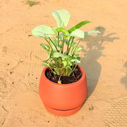 Syngonium white in 4 inch Bhoomi Bowl Maati Pot - Wide-Mouth Rustic Matte Beauty with 4 Inch Tray