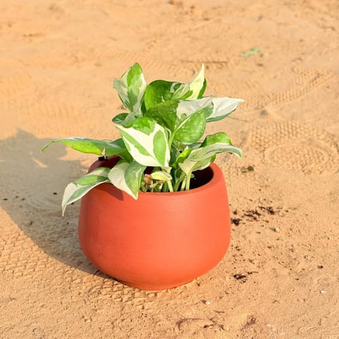 Money Plant N'joy in 4 inch Bhoomi Bowl Maati Pot - Wide-Mouth Rustic Matte Beauty