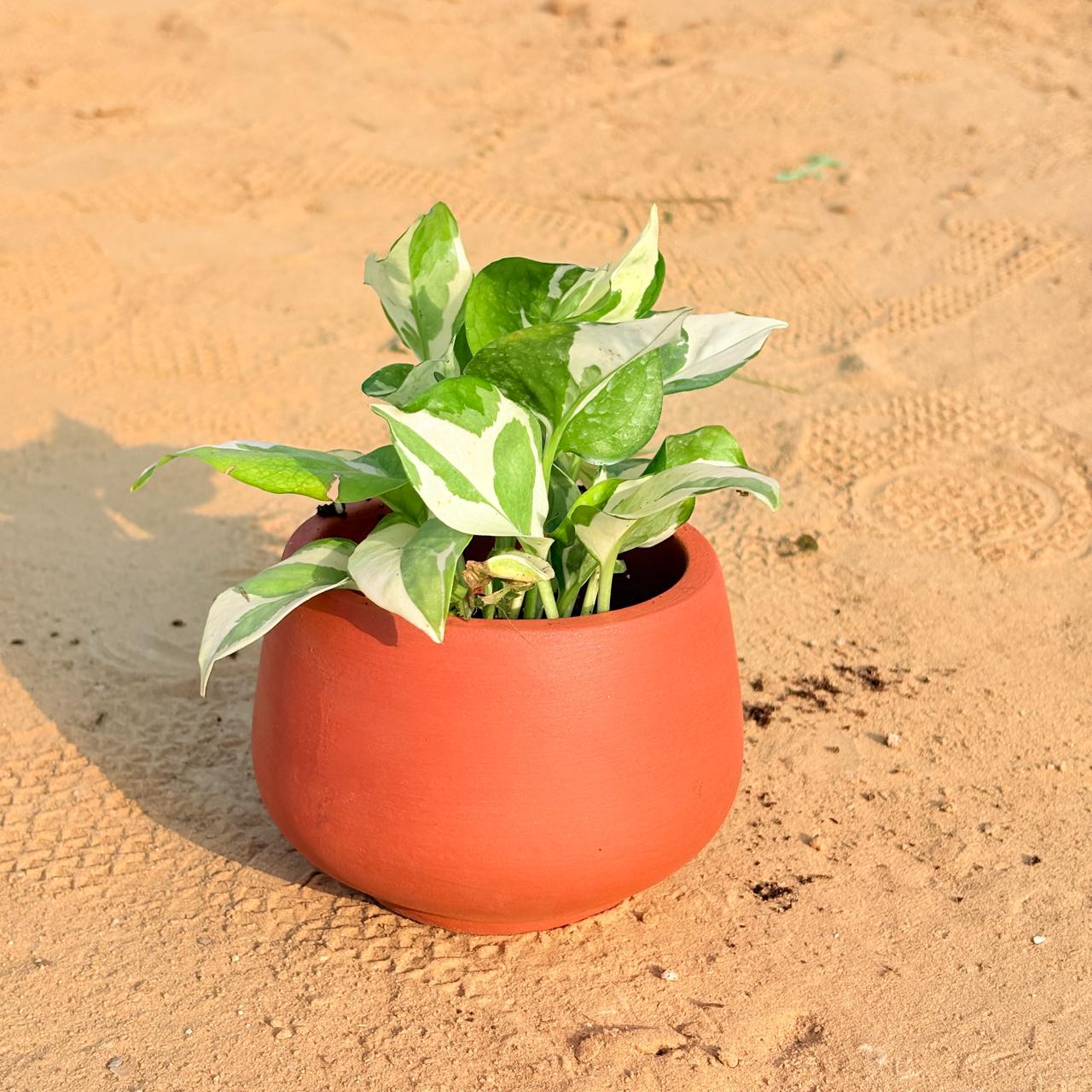 Money Plant N'joy in 4 inch Bhoomi Bowl Maati Pot - Wide-Mouth Rustic Matte Beauty