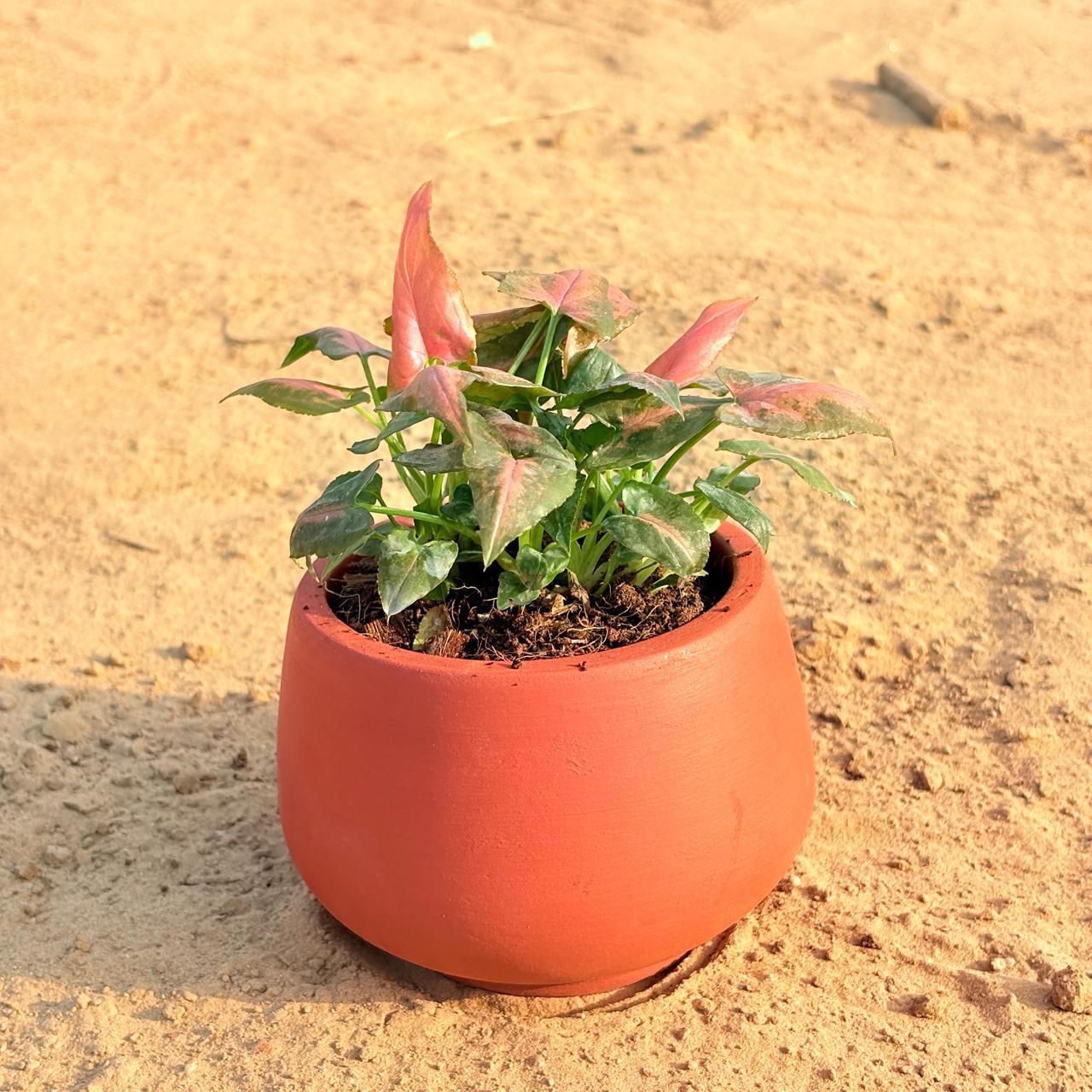 Syngonium Pixie Pink in 4 inch Bhoomi Bowl Maati Pot - Wide-Mouth Rustic Matte Beauty