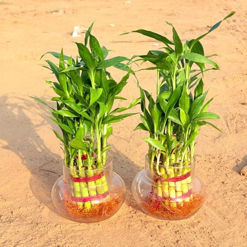 Set of 2 - 2 Layer Lucky Bamboo in Glass Pot in Govandi Mumbai