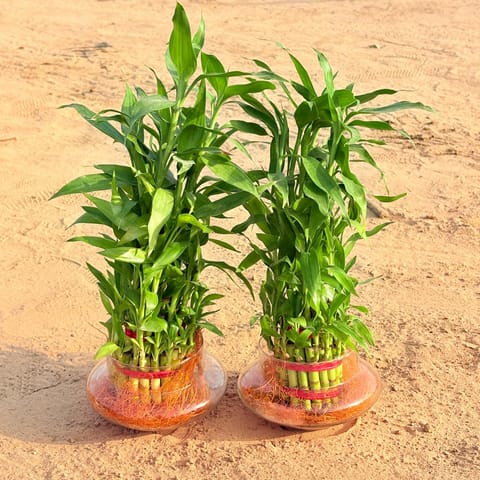 Set of 2 - 3 Layer Lucky Bamboo in Glass Pot in Govandi Mumbai