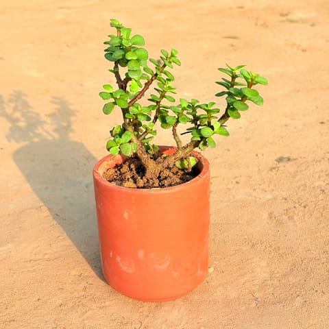Jade in 4 inch Neer Glass Maati Pot - Smooth Curved Artisanal Finish