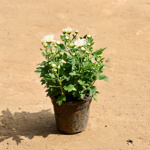 Chrysanthemum / Guldawari (Any Colour) in 8 Inch Nursery Pot