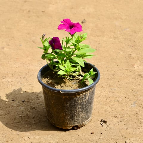 Petunia Pink in 6 Inch Nursery Pot