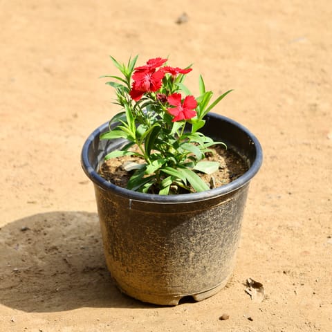 Dianthus (Any Colour) in 6 Inch Nursery Pot