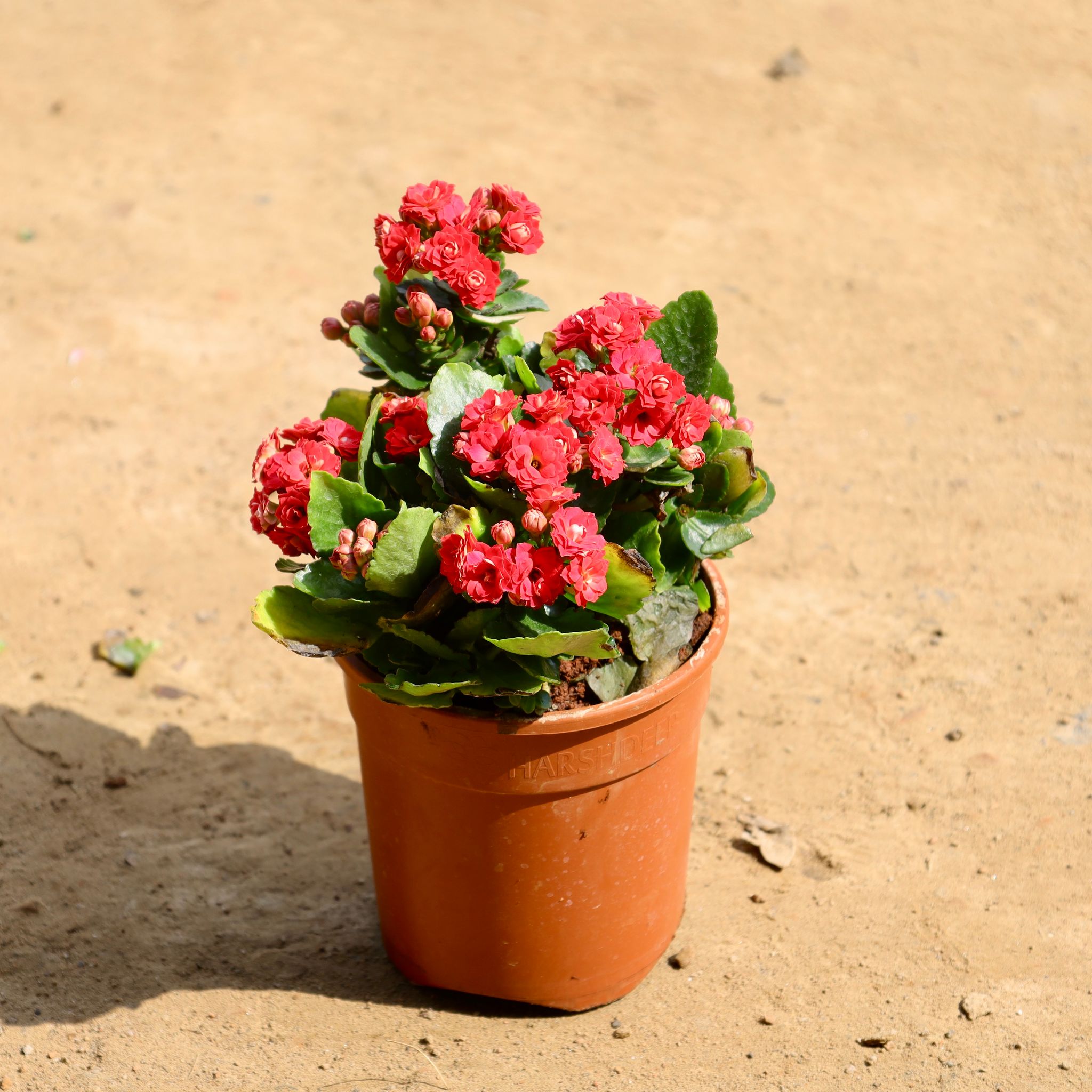 Kalanchoe Pink in 5 Inch Nursery Pot