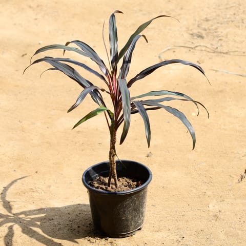 Dracaena Cordyline in 6 Inch Nursery Pot