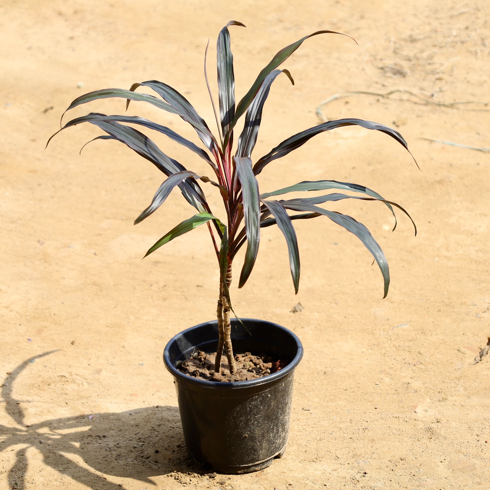 Dracaena Cordyline in 6 Inch Nursery Pot