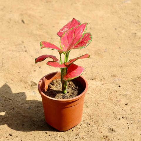 Aglaonema Pink in 4 Inch Nursery Pot