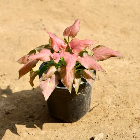 Syngonium Arrowhead Pink in 4 Inch Nursery Pot