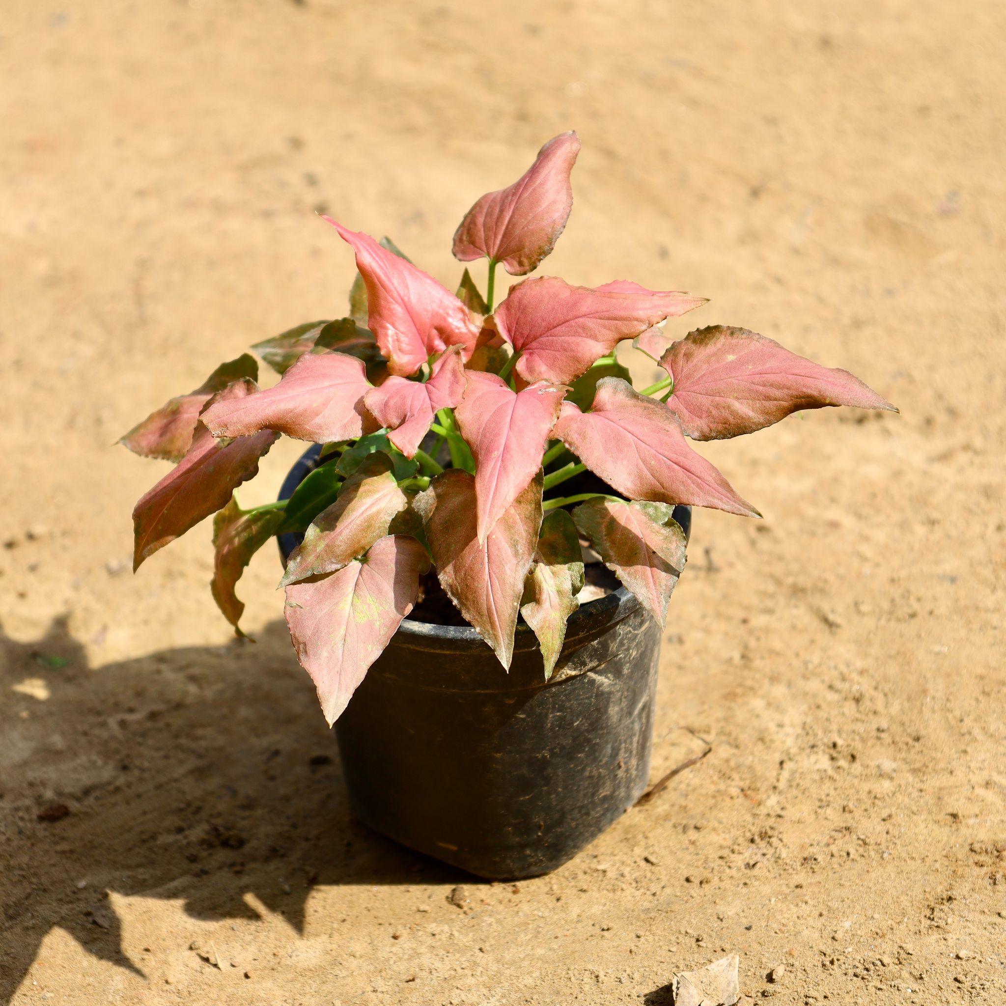 Syngonium Arrowhead Pink in 4 Inch Nursery Pot