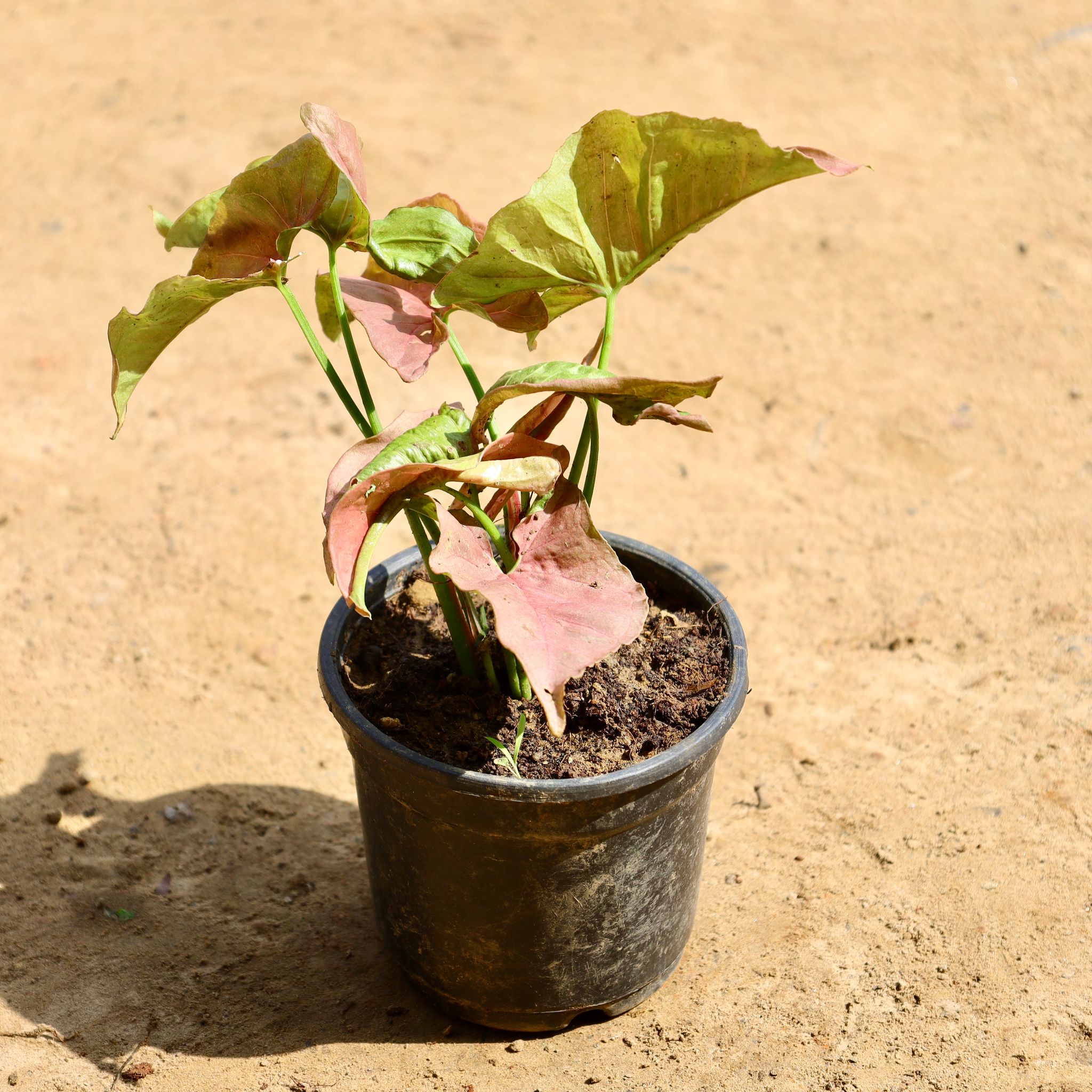 Syngonium Pink in 4 Inch Nursery Pot