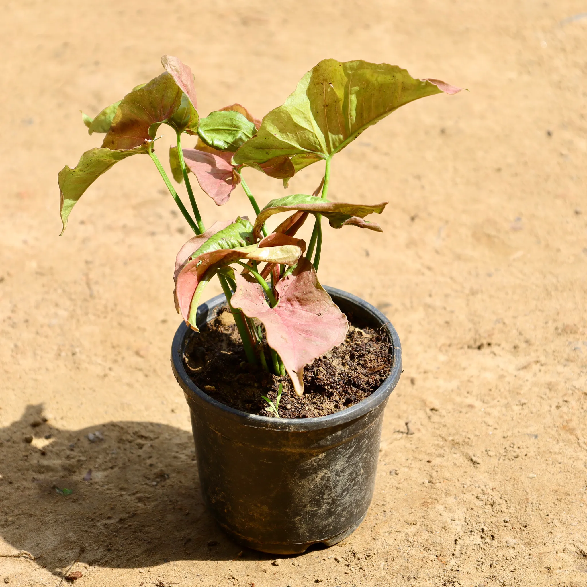 Syngonium Pink in 4 Inch Nursery Pot