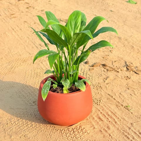 Peace Lily in 4 inch Bhoomi Bowl Maati Pot - Wide-Mouth Rustic Matte Beauty
