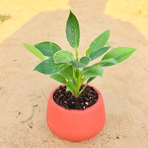 Philodendron Birkin in 4 inch Bhoomi Bowl Maati Pot - Wide-Mouth Rustic Matte Beauty