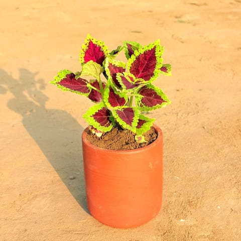 Coleus  in 4 inch Neer Glass Maati Pot - Smooth Curved Artisanal Finish