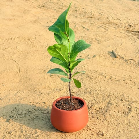 Fiddle Leaf Fig in 4 inch Bhoomi Bowl Maati Pot - Wide-Mouth Rustic Matte Beauty