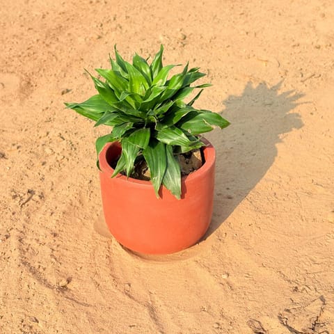 Dracaena Compecta in 4 inch Aaroh U-Pipe Maati Pot - Modern Curved Handcrafted Appeal